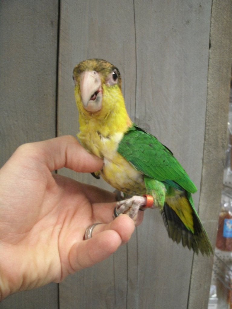 caique, Dieren en Toebehoren, Mannelijk, Papegaai, Geringd