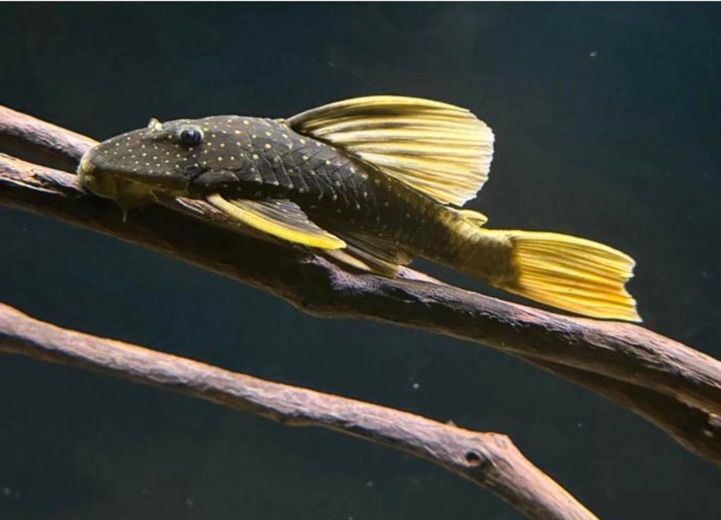 Hypostomus luteus fase 2 pleco, Dieren en Toebehoren, Vissen | Aquariumvissen, Vis