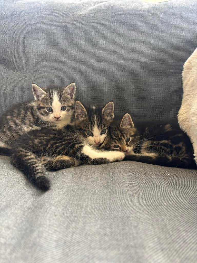 Lieve kittens van de boerderij, Meerdere dieren