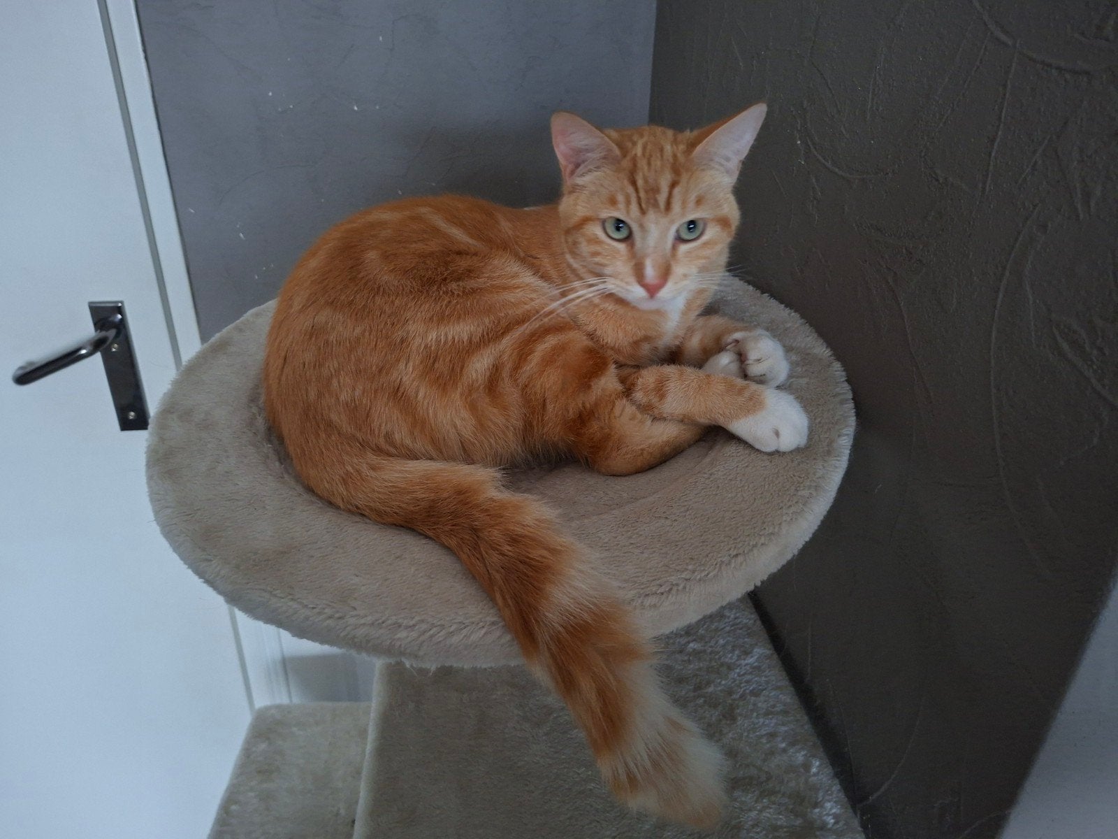 1 kater en 1 poes - broer&zus 1jr oud, Meerdere dieren