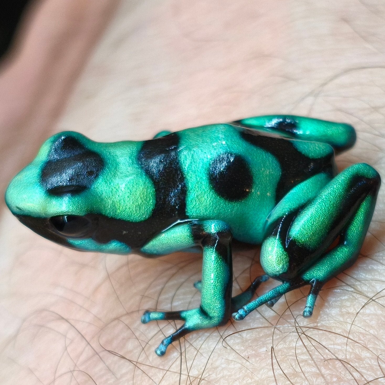 Dendrobates auratus 'Bahia Solano'