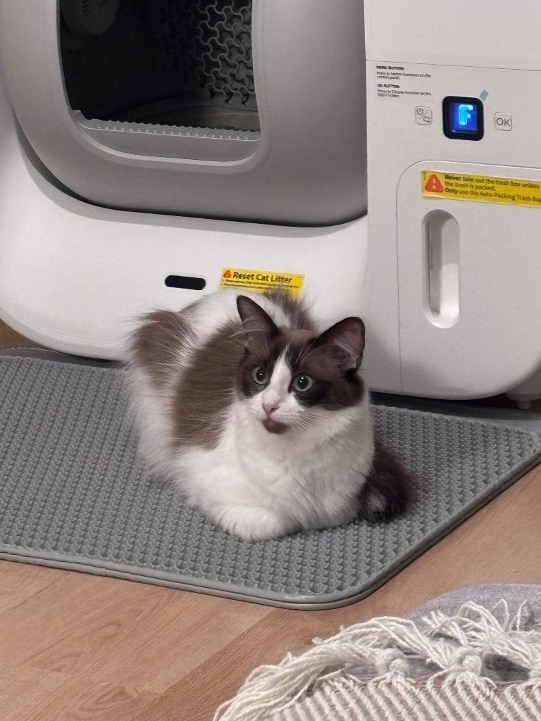 Unieke lieve Ragdoll van 1 jaar, Dieren en Toebehoren, Katten en Kittens | Raskatten | Langhaar, Poes, Gechipt, 0 tot 2 jaar