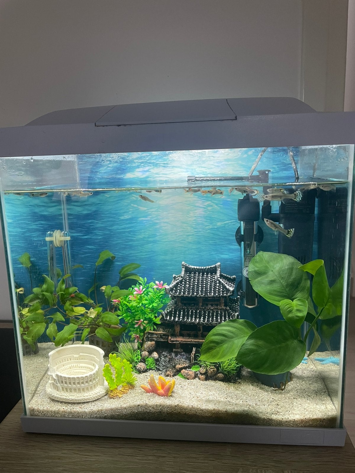 Aquarium met guppen, Ophalen of Verzenden, Zo goed als nieuw, Gevuld zoetwateraquarium