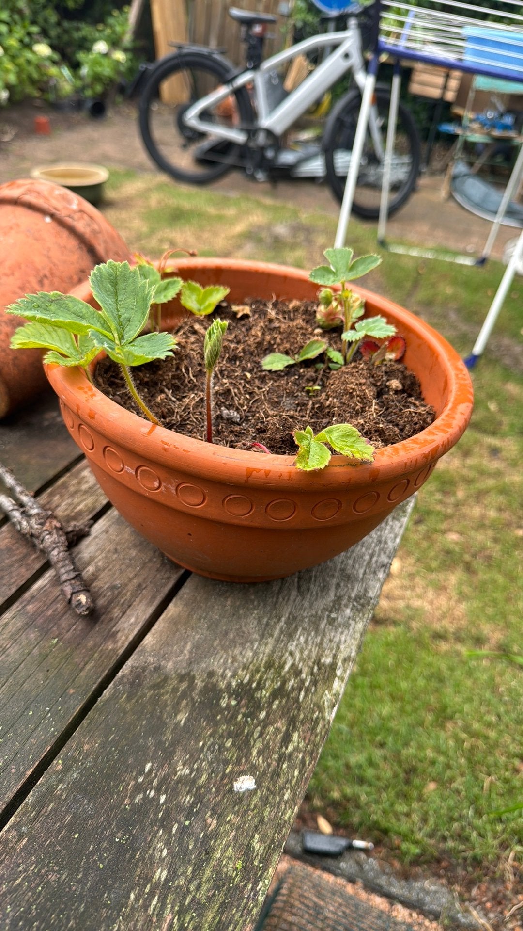 Terracotta bloempot met aardbeien plantjes, Tuin en Terras, Bloempotten, 25 tot 40 cm, Gebruikt, Rond, Binnen