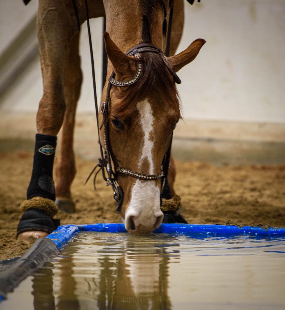 Paarden en pony’s zadelmak maken en trainen, Dieren en Toebehoren, Paarden en Pony's | Overige Paardenspullen, Ophalen of Verzenden