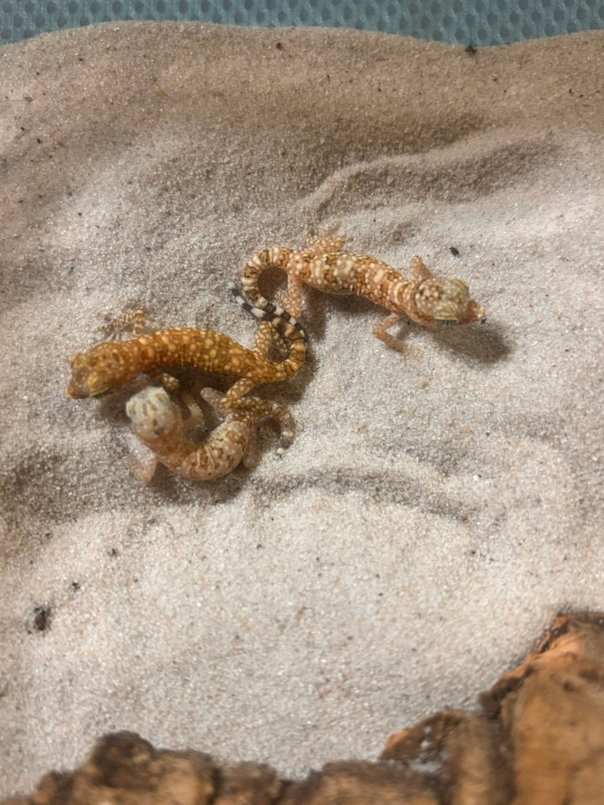 Stenodactylus stenodactylus, Amfibie, 0 tot 2 jaar