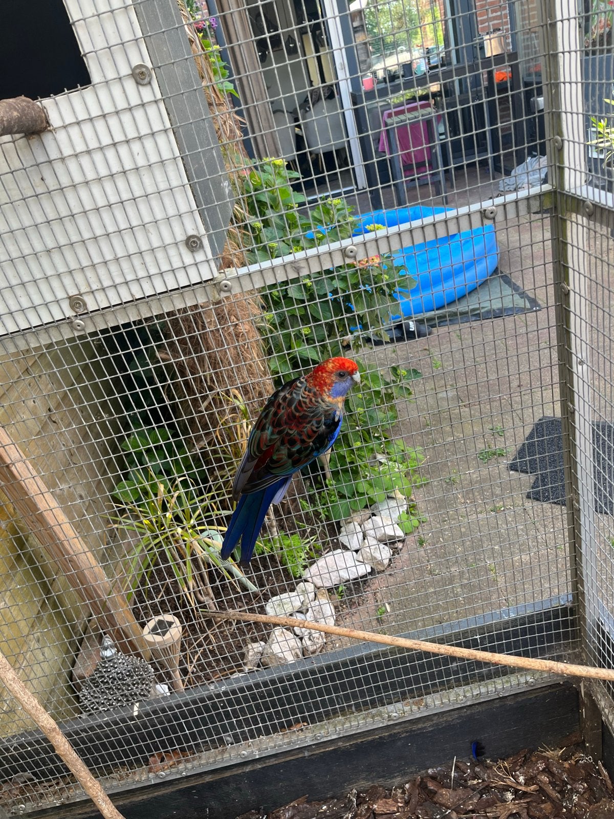Penant rosella pop, Dieren en Toebehoren, Vrouwelijk, Geringd