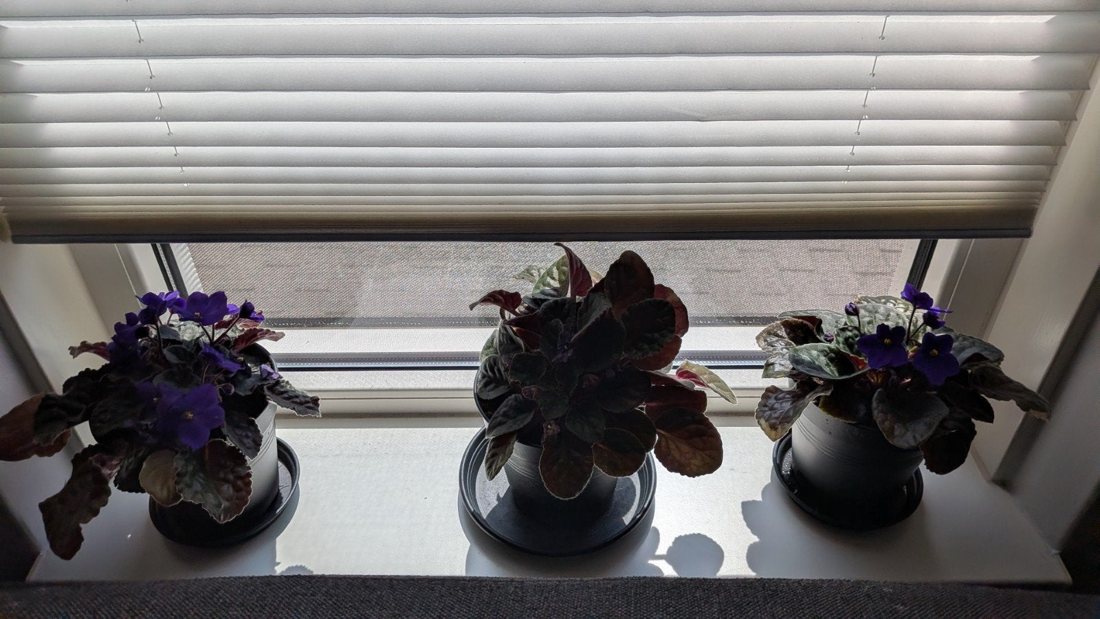 Kaapse viooltjes, Huis en Inrichting, Kamerplanten, Ophalen, Overige soorten, Halfschaduw, In pot