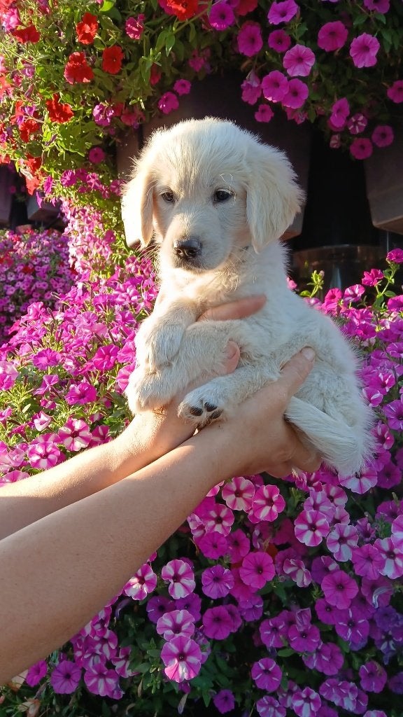Te koop prachtige Golden retriever pups met stamboom, Golden retriever, 8 tot 15 weken, Teef, Meerdere