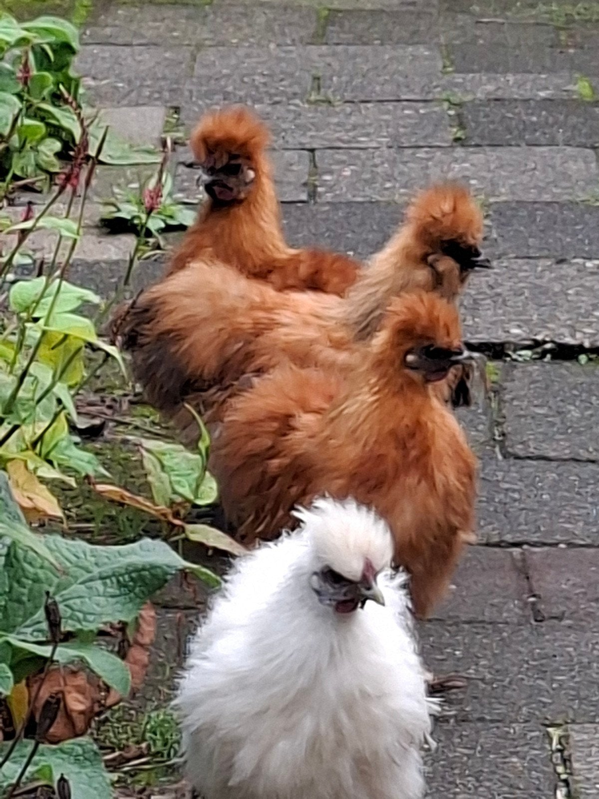 gratis kriel Zijdehoen hanen juni 2026, Dieren en Toebehoren, Mannelijk, Kip