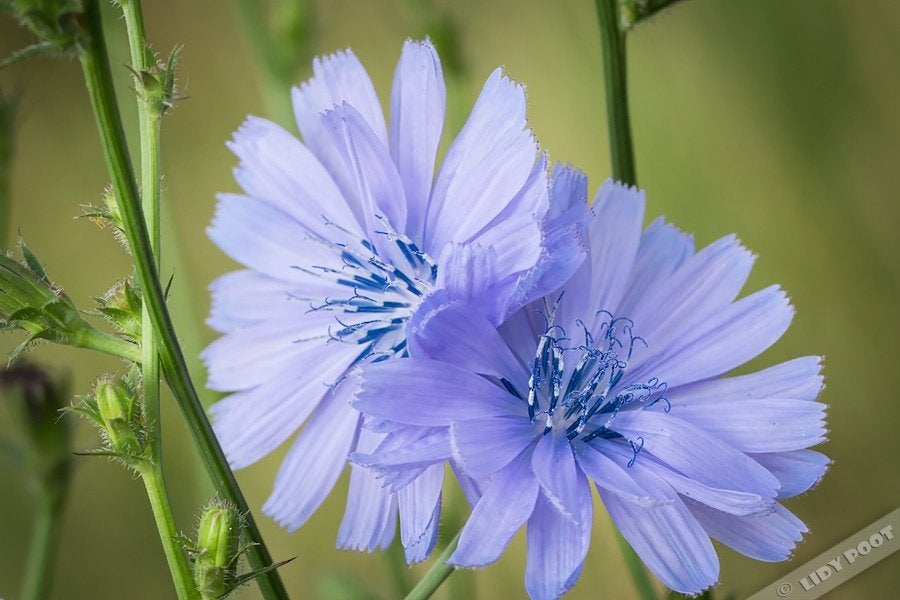 cichorei vaste plant, Ophalen, Overige soorten, Halfschaduw