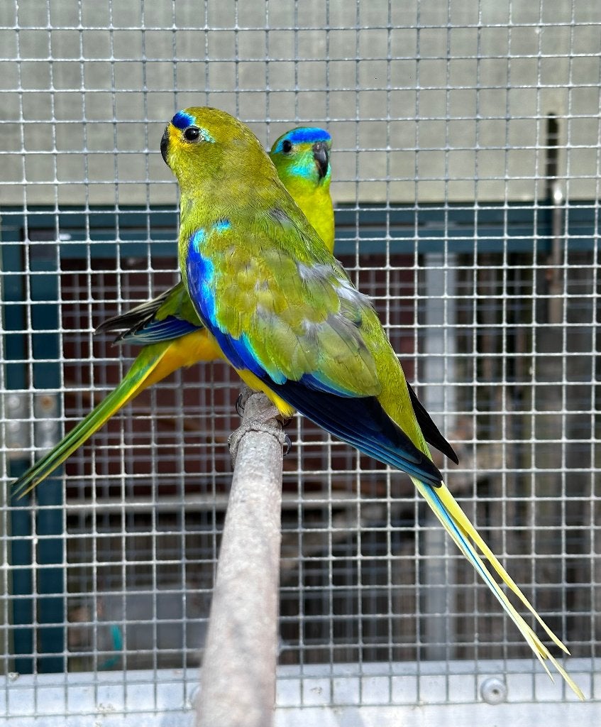Elegantparkieten, Dieren en Toebehoren, Vogels | Parkieten en Papegaaien, Vrouwelijk, Parkiet