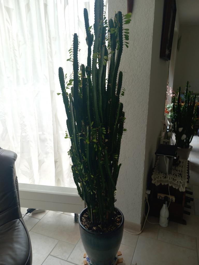 Grote cactus in pot - Euphorbia Trigona, 200 cm of meer, Ophalen of Verzenden, In pot, Cactus