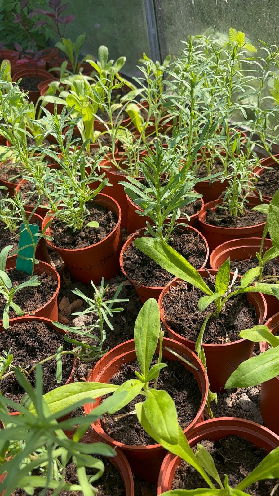 Kleurrijke eenjarige plantjes, Ophalen, Eenjarig, Groenteplanten, Volle zon