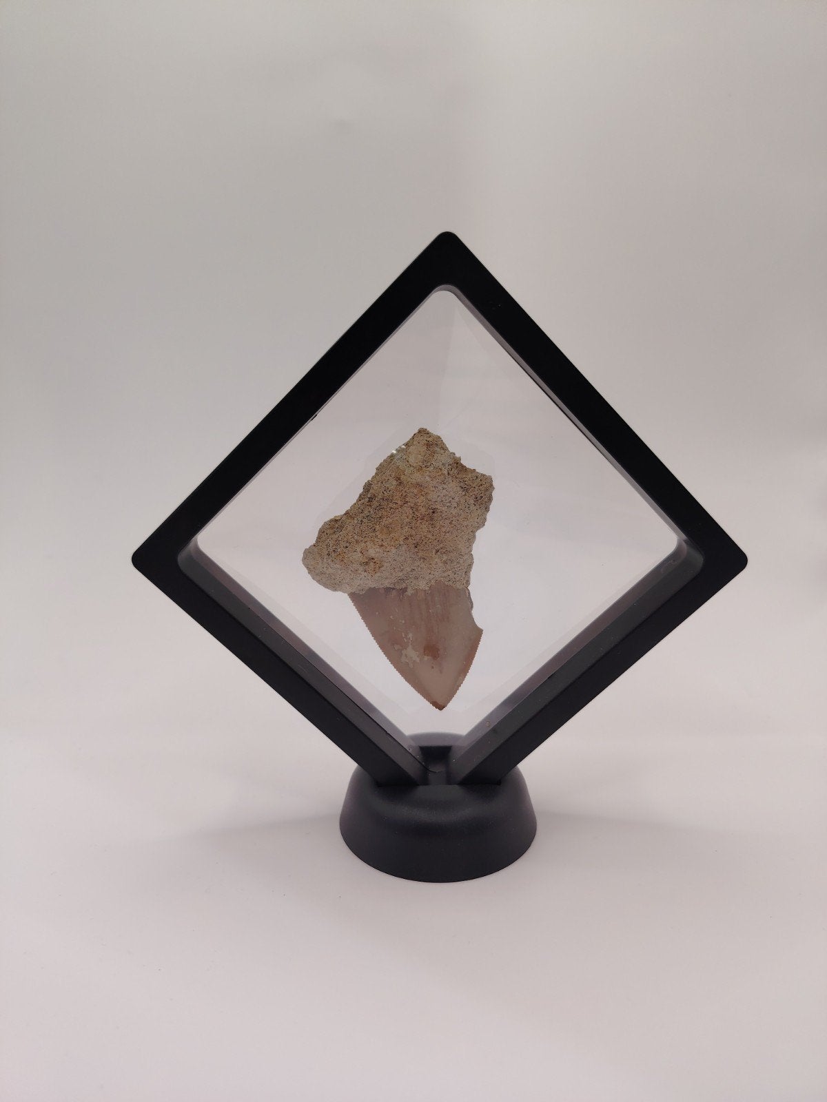 Authentieke Megalodon tand in display box, Verzamelen, Mineralen en Fossielen, Ophalen of Verzenden, Fossiel