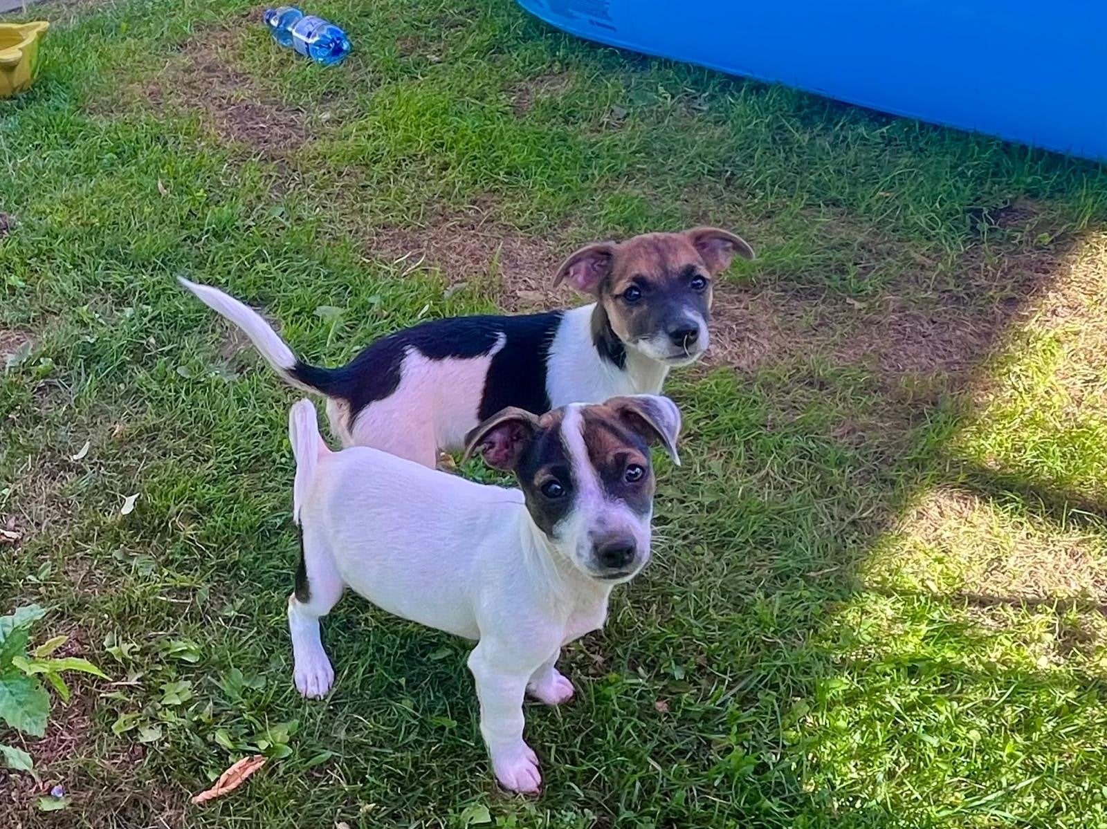 Jack russel reutjes, Parvo, Reu, 8 tot 15 weken, Meerdere
