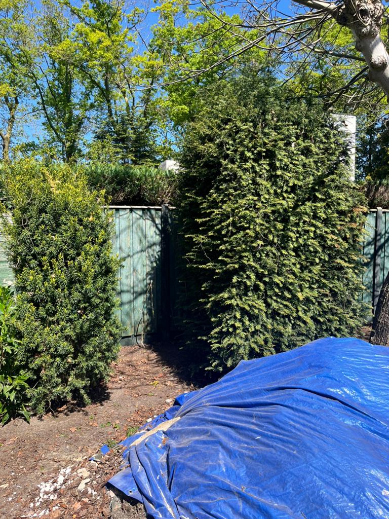 Diverse grote taxus struiken gratis!, Tuin en Terras, Planten | Tuinplanten, Ophalen, Bloeit niet, Overige soorten, Volle zon