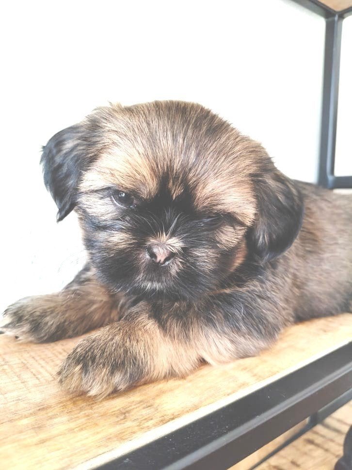 shihtzu / maltezer., Dieren en Toebehoren, Maltezer, 8 tot 15 weken, Meerdere, Meerdere dieren