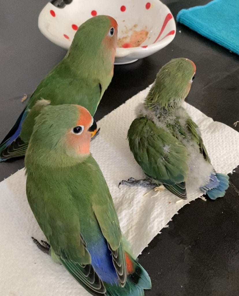 kleine Agapornis 3 stuks, Geslacht onbekend, Dwergpapegaai of Agapornis, Tam