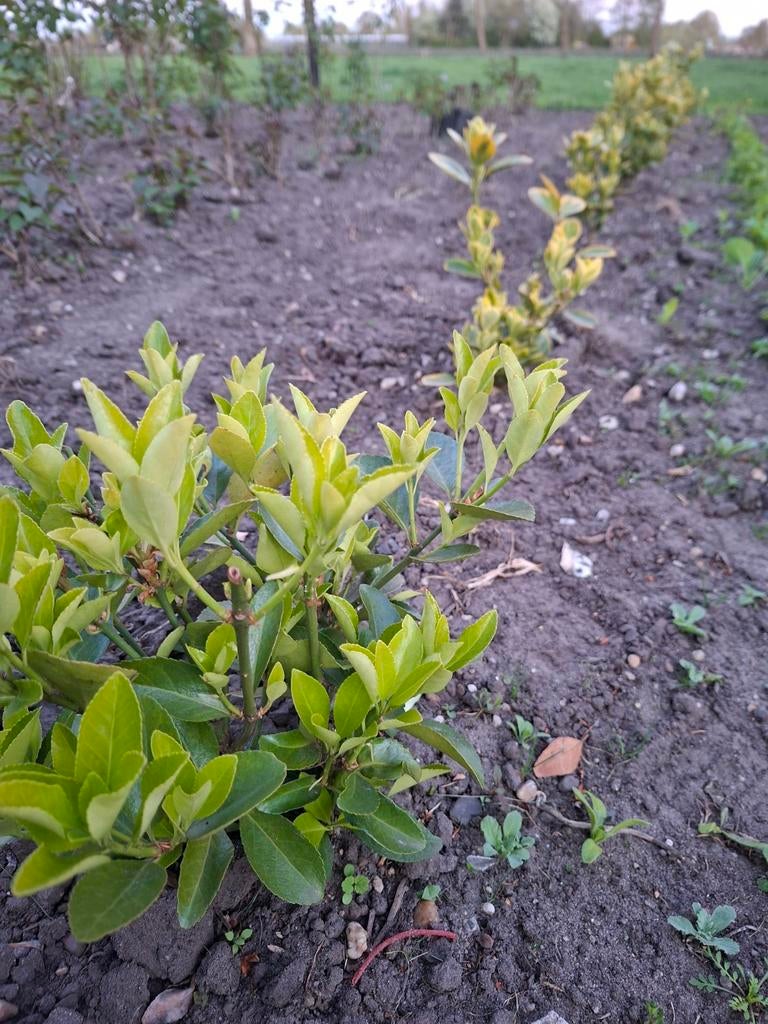Euonymus (Kardinaalsmuts) - Winterharde Heester, Vaste plant, Bloeit niet, Halfschaduw, Ophalen