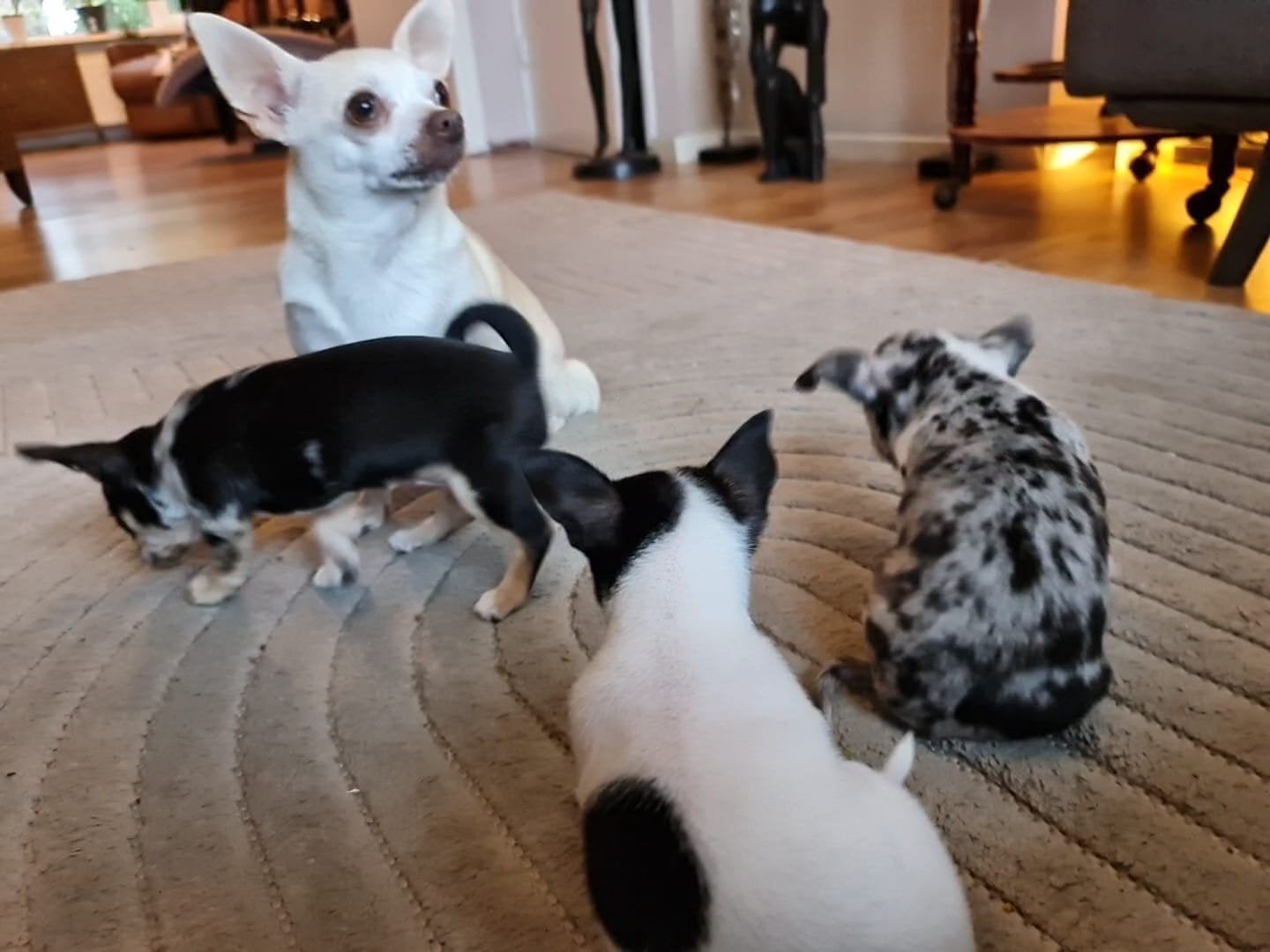 Chihuahua pups, 8 weken oud, 8 tot 15 weken, Meerdere, Meerdere dieren, Chihuahua