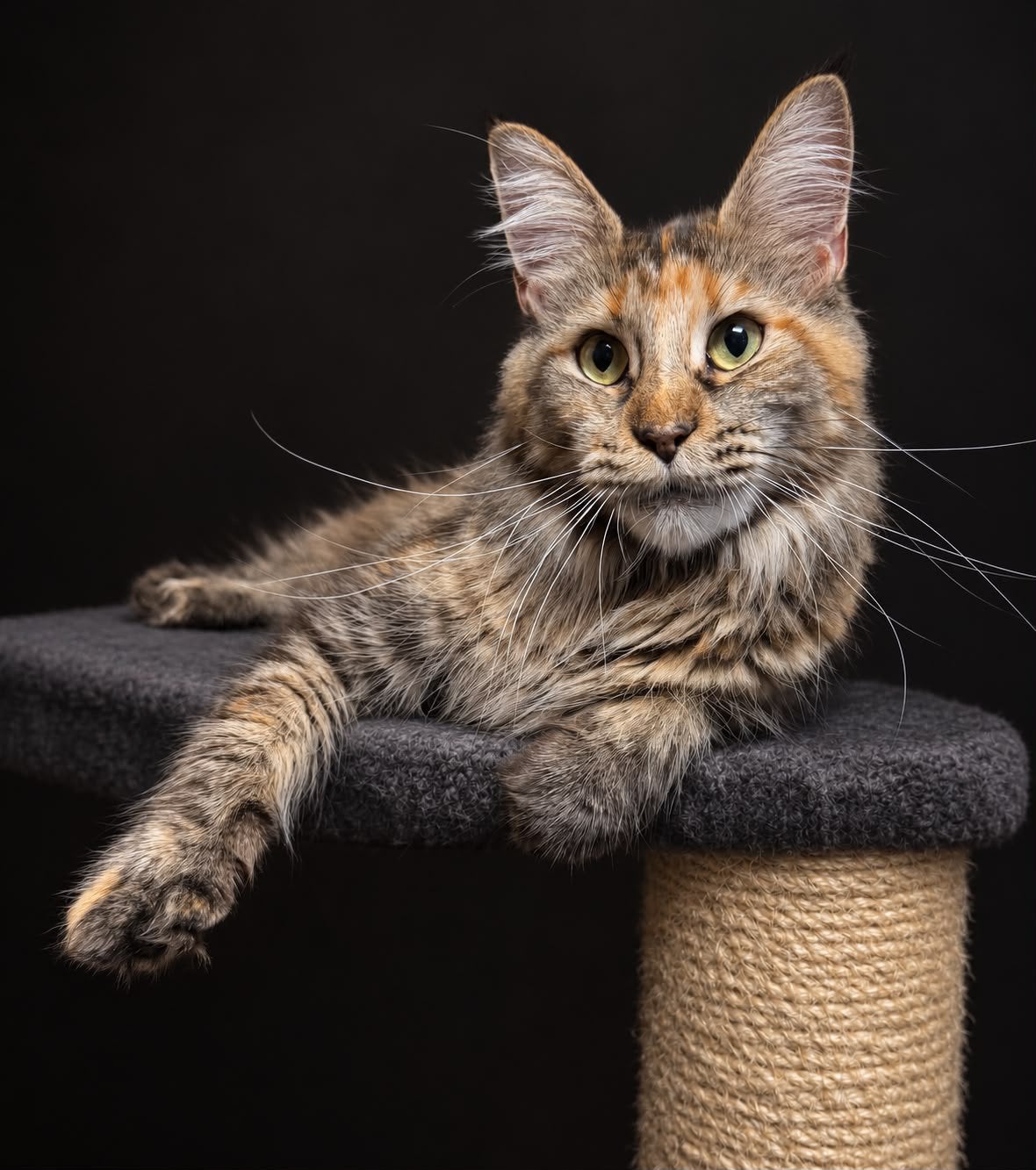 Maine Coon poes, Poes, Met stamboom, 0 tot 2 jaar