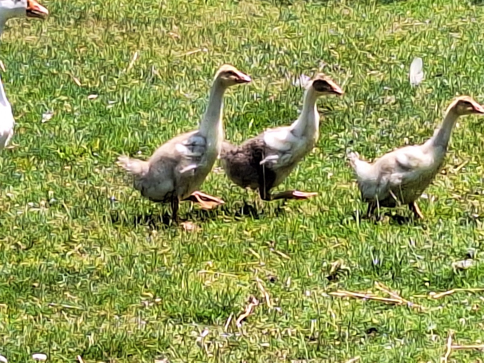 3 ganzen ruim 2 maanden, Meerdere dieren, Gans of Zwaan