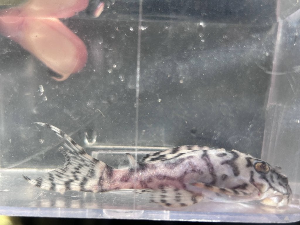 Hypancistrus sp. Seideli L236 - Subadult, Dieren en Toebehoren, Vis, Zoetwatervis