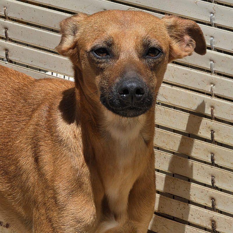 ACE: Trepadorita is een sociaal, lief hondje, Particulier, 15 weken tot 1 jaar, Buitenland, Teef