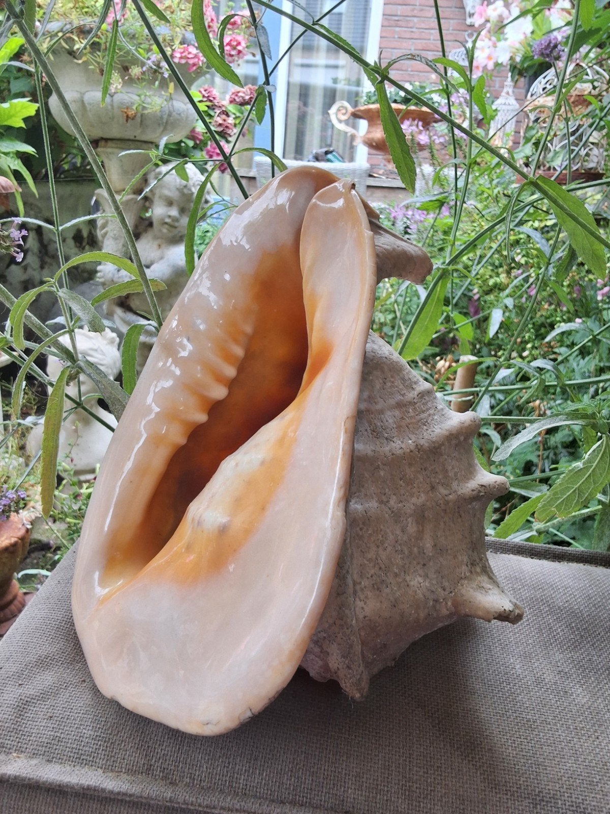 Grote cassis cornuta  25cm helm schelp zeeslak, Ophalen of Verzenden, Schelp(en)