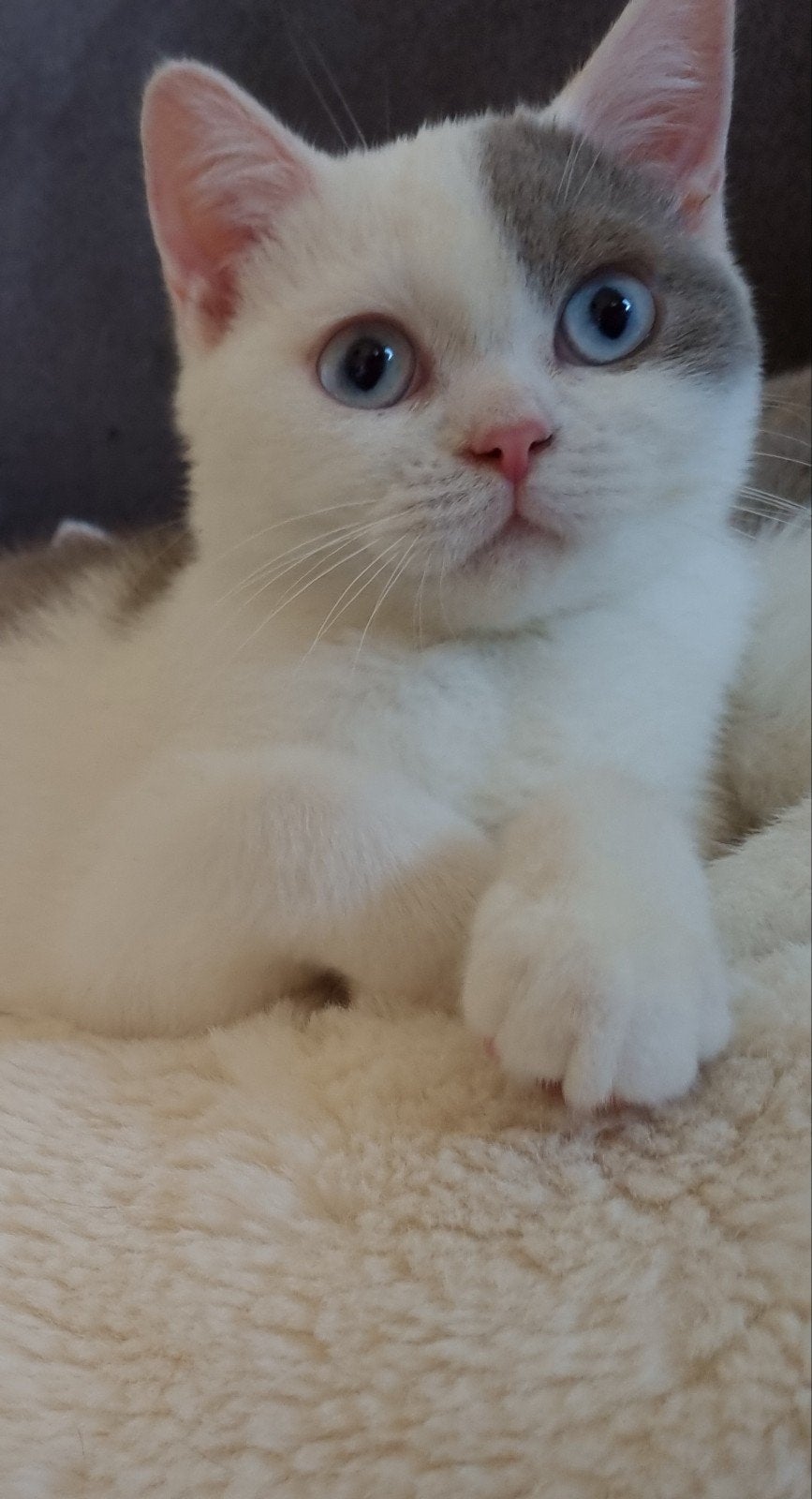 Britse/Brits korthaar kittens met stamboom, Meerdere dieren, Met stamboom