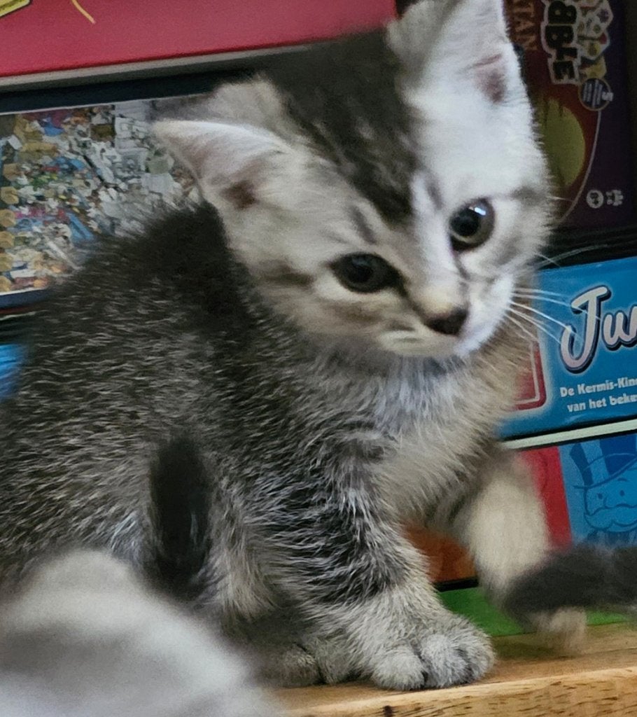 Kittens brits korthaar silver shaded en tabby, Meerdere dieren, Ontwormd, 0 tot 2 jaar