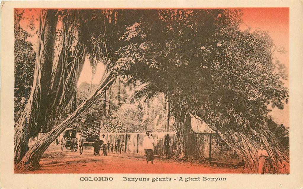 381-215-037 Colombo Banyans Geants, Verzenden, Voor 1920, Overig Europa
