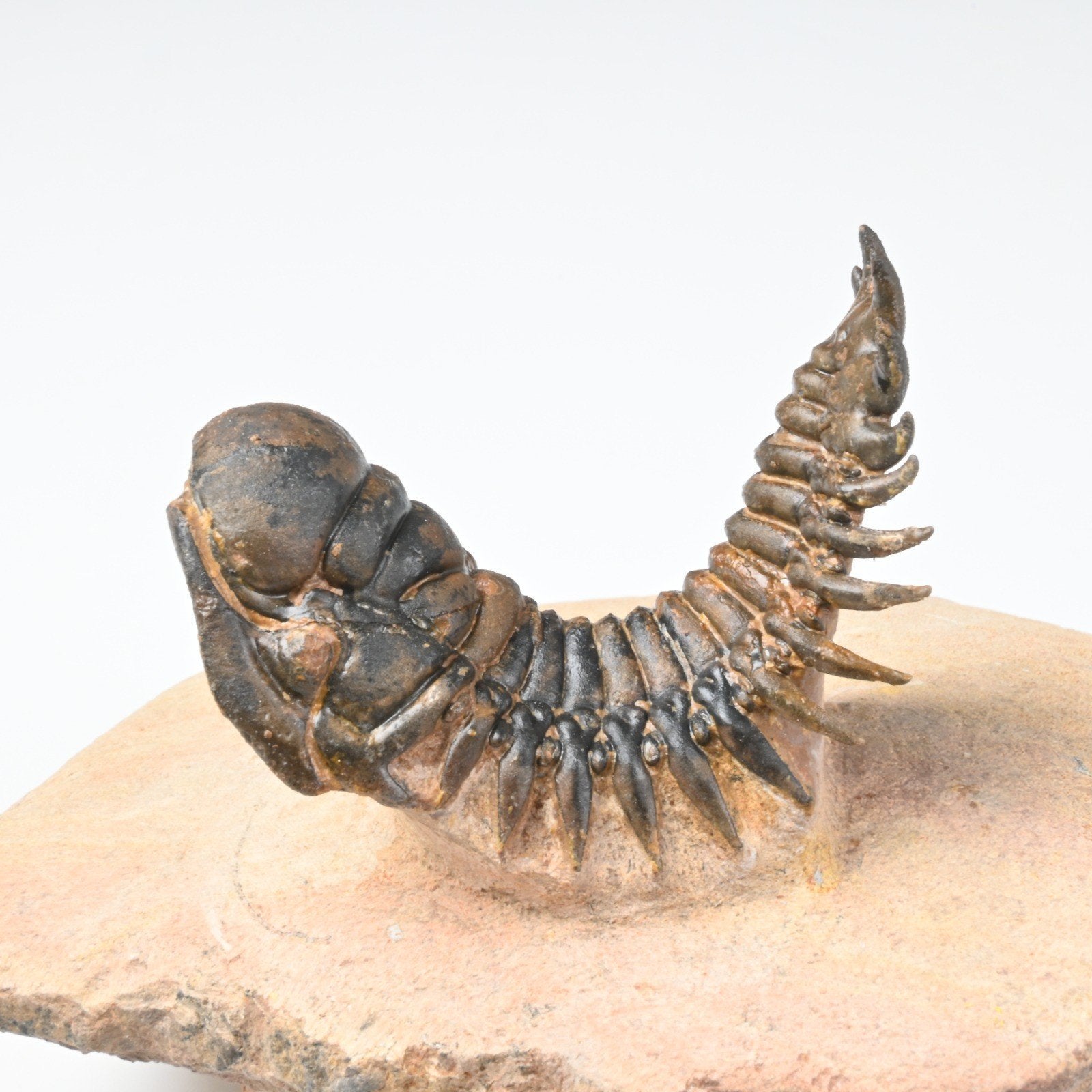 Prachtige Cheirurus (Crotalocephalus) gibbus trilobiet, Ophalen of Verzenden, Fossiel