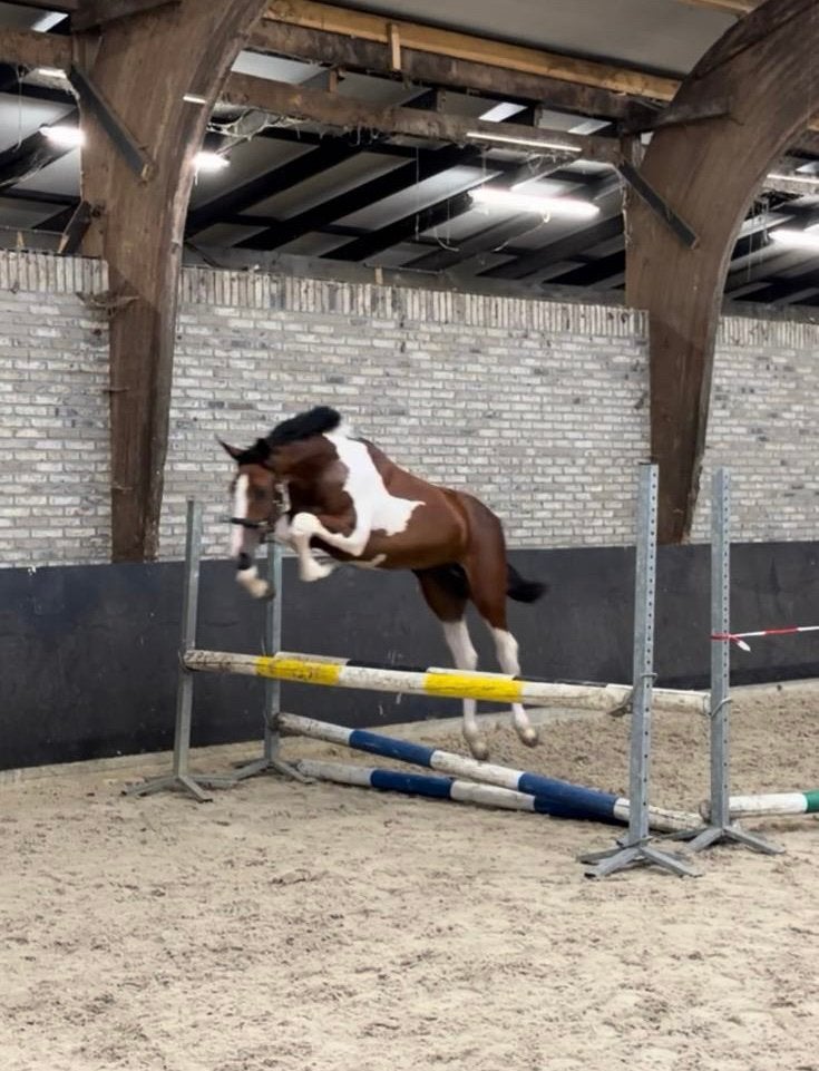 Bont jaarling hengst allrounder te koop, Dieren en Toebehoren, Paarden en Pony's | Dekhengsten en Fokmerries, Hengst