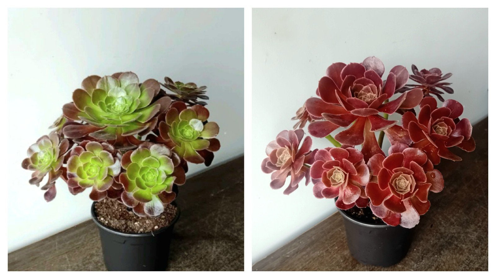 Kamerplant 30cm aeonium        zon->rood      schaduw->groen, Ophalen, Vetplant, Halfschaduw, In pot