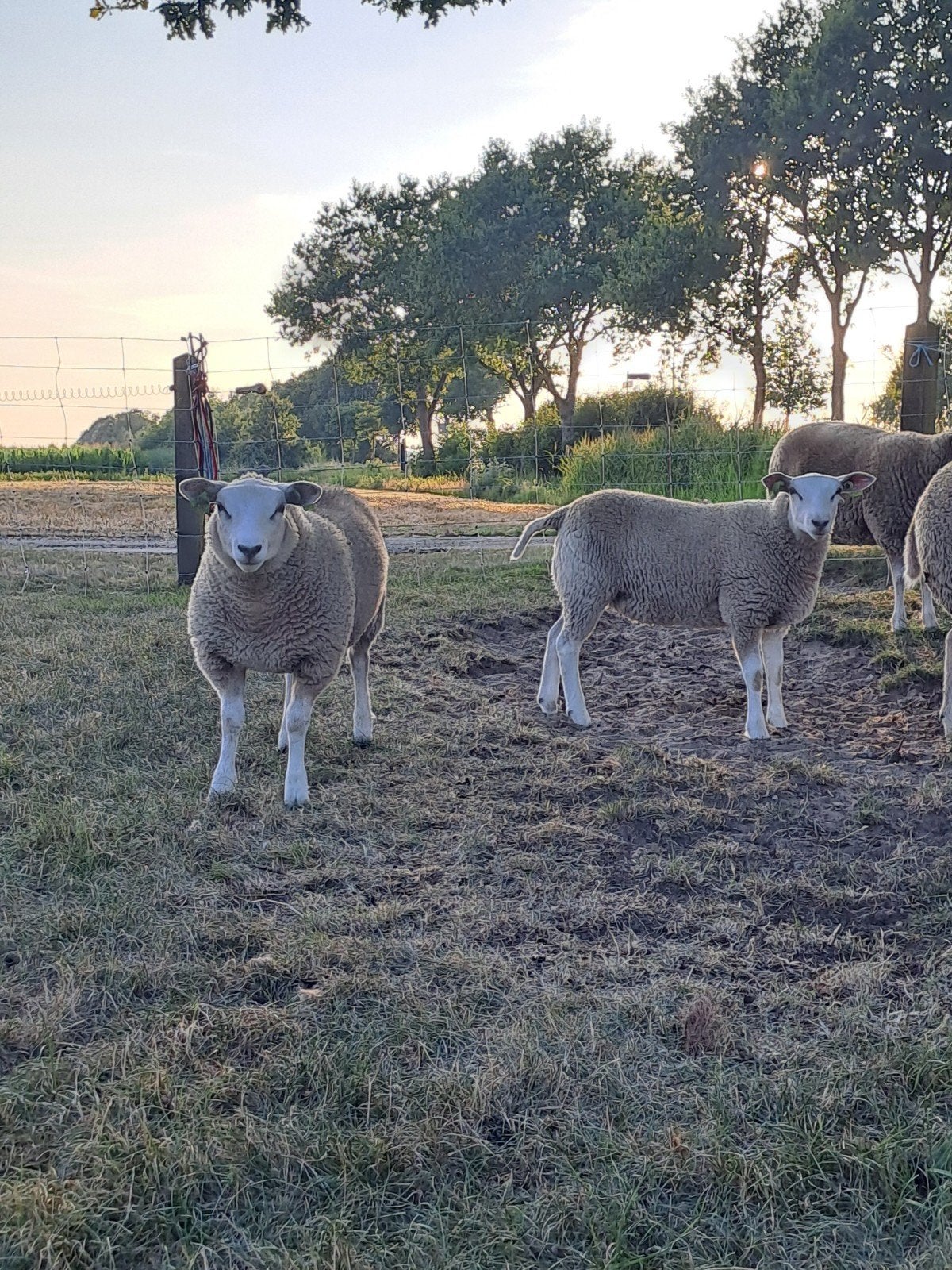 ooi lammeren, Vrouwelijk, Schaap