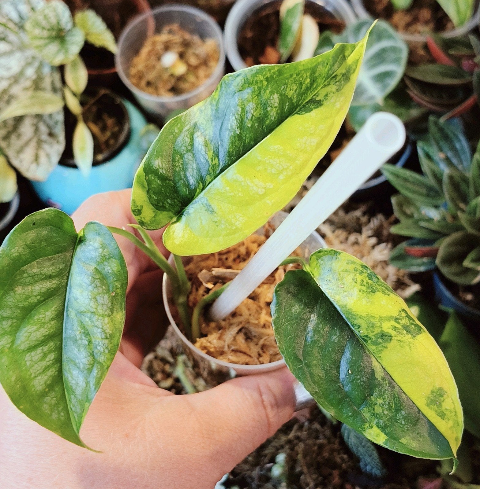Monstera siltepecana variegata, Huis en Inrichting, Kamerplanten, Ophalen of Verzenden, Halfschaduw, Minder dan 100 cm