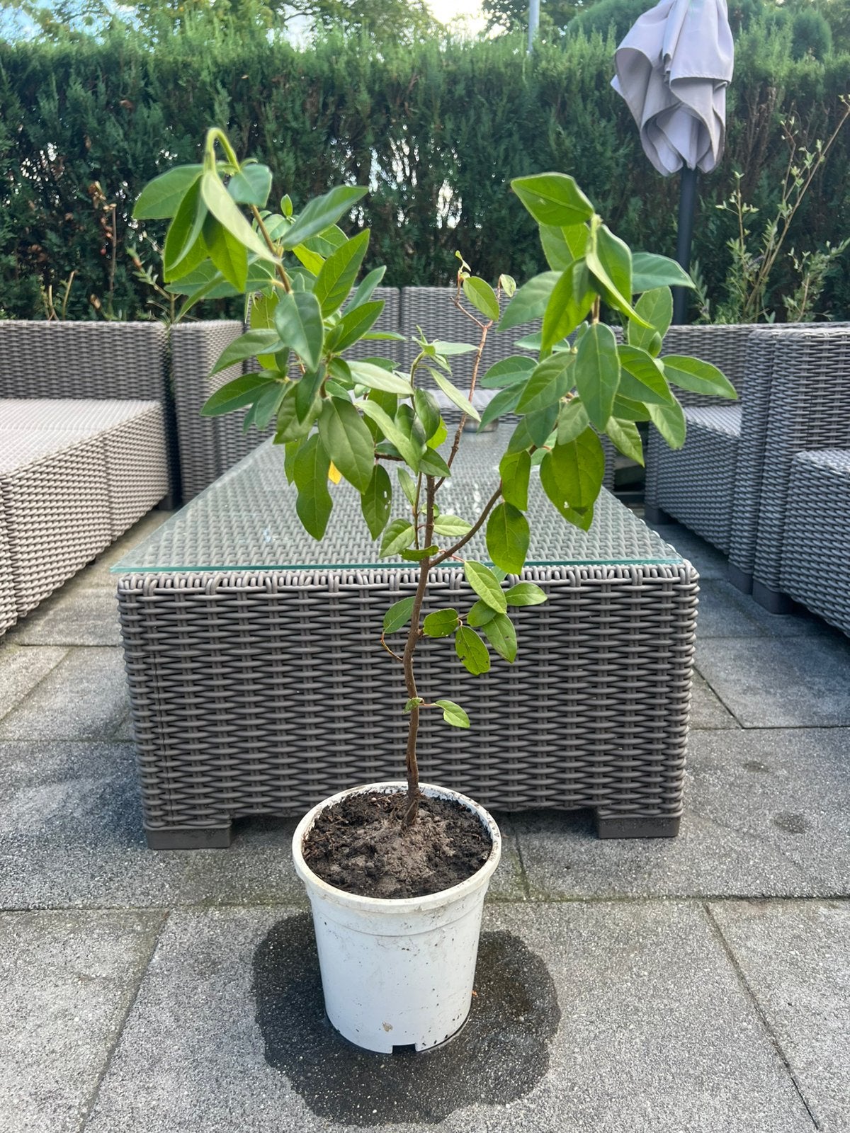 Sneeuwbal plant(viburnum Tinus), Bloeit niet, Halfschaduw, Minder dan 100 cm, Overige soorten