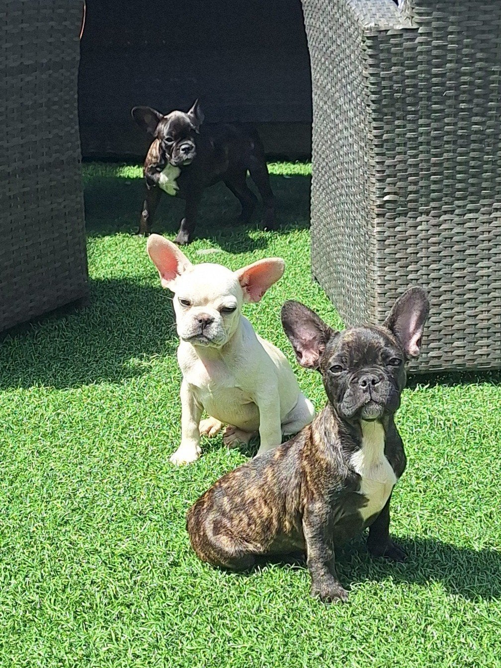 Franse Bulldog 🌈 Pups🐶, Dieren en Toebehoren, Honden | Bulldogs, Pinschers en Molossers, 8 tot 15 weken, Bulldog, Meerdere, Meerdere dieren
