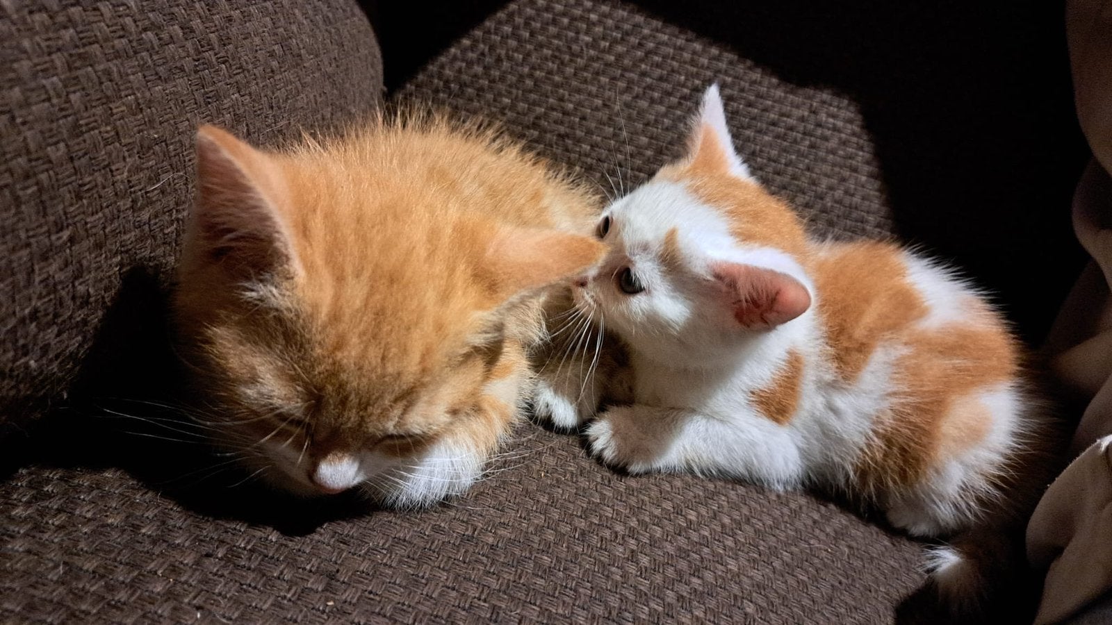 Jonge kittens, Meerdere dieren, Ontwormd, 0 tot 2 jaar