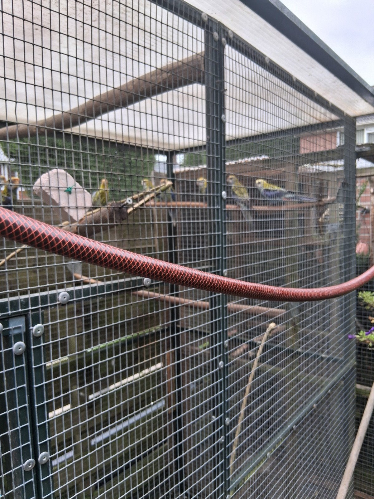 goed kweekkoppel bleekkop rosellas, Dieren en Toebehoren, Vogels | Parkieten en Papegaaien, Meerdere dieren, Parkiet, Geringd