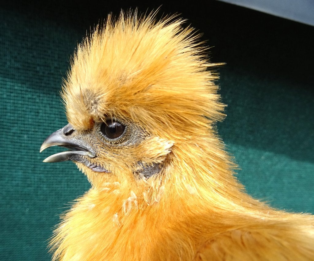 koppel zijdehoenkriel buff, Meerdere dieren, Kip
