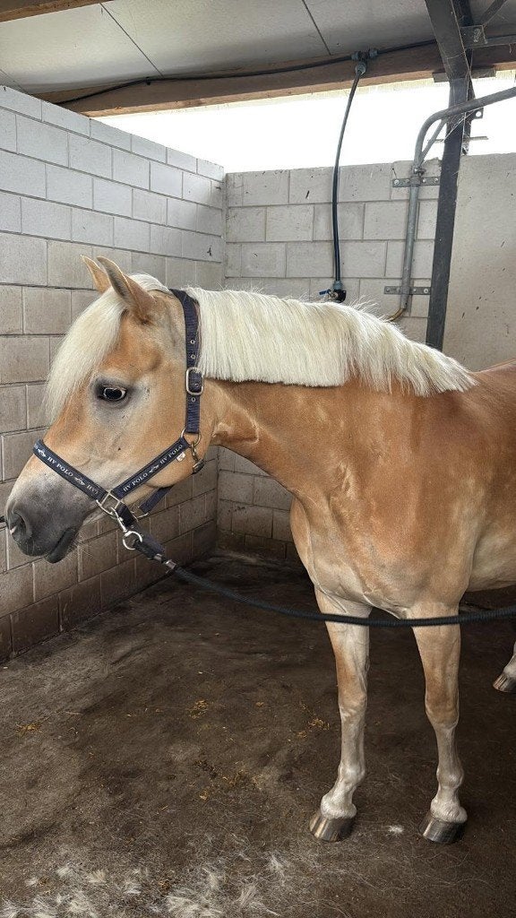 Knappe 6-jarige Haflinger merrie, Dieren en Toebehoren, Merrie, Minder dan 160 cm, 3 tot 6 jaar, Recreatiepaard