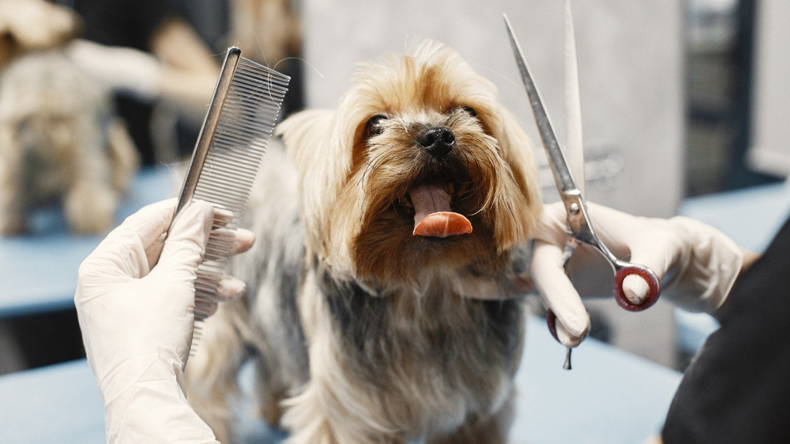 honden trimmen, Ophalen
