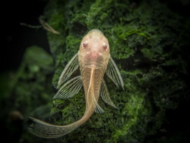 Longfin Albino lemon Ancistrus (4cm), Dieren en Toebehoren, Vissen | Aquariumvissen, Vis