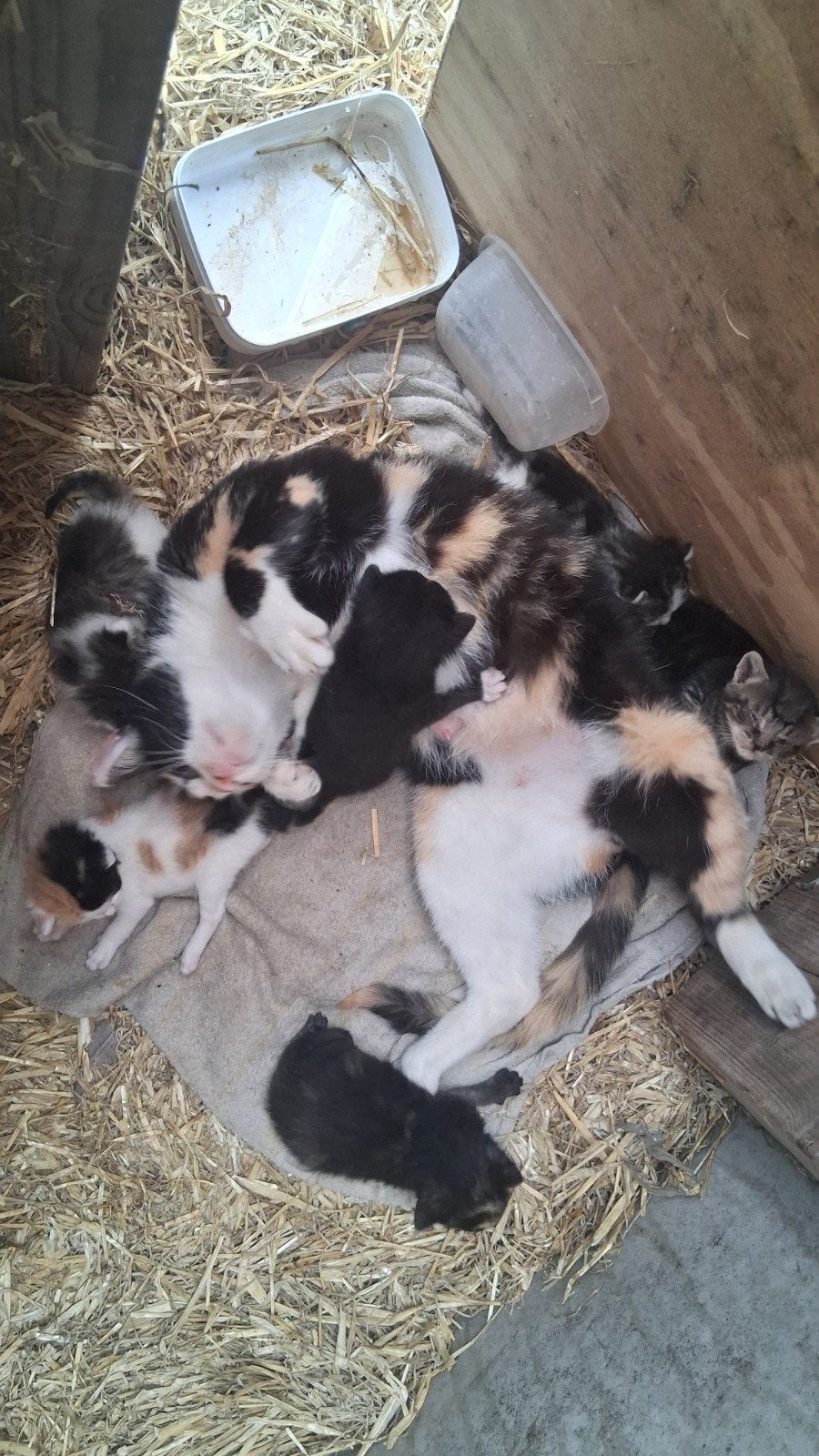 Lieve boerderij kittens!