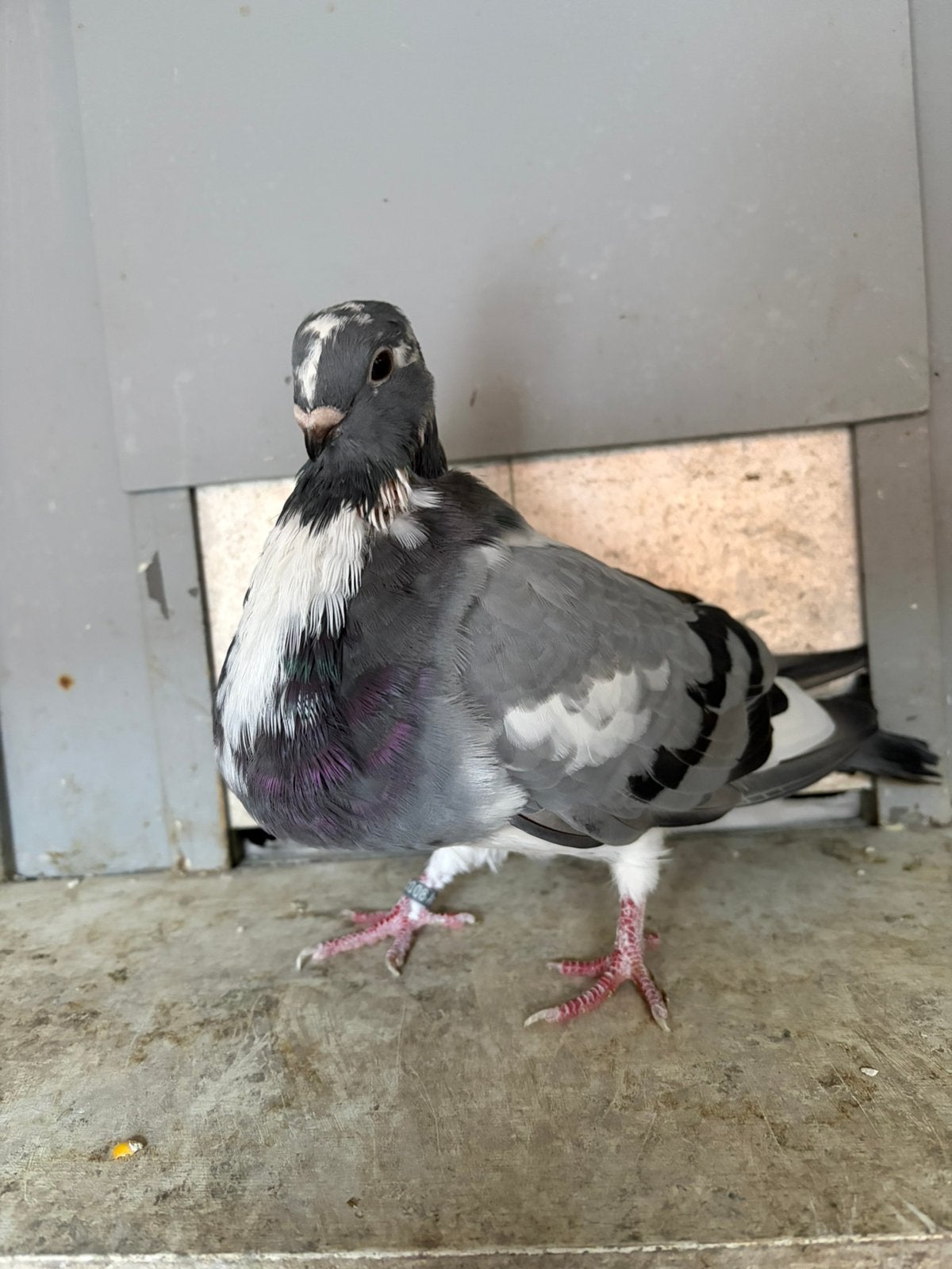 Kropper/canaria, Dieren en Toebehoren, Mannelijk