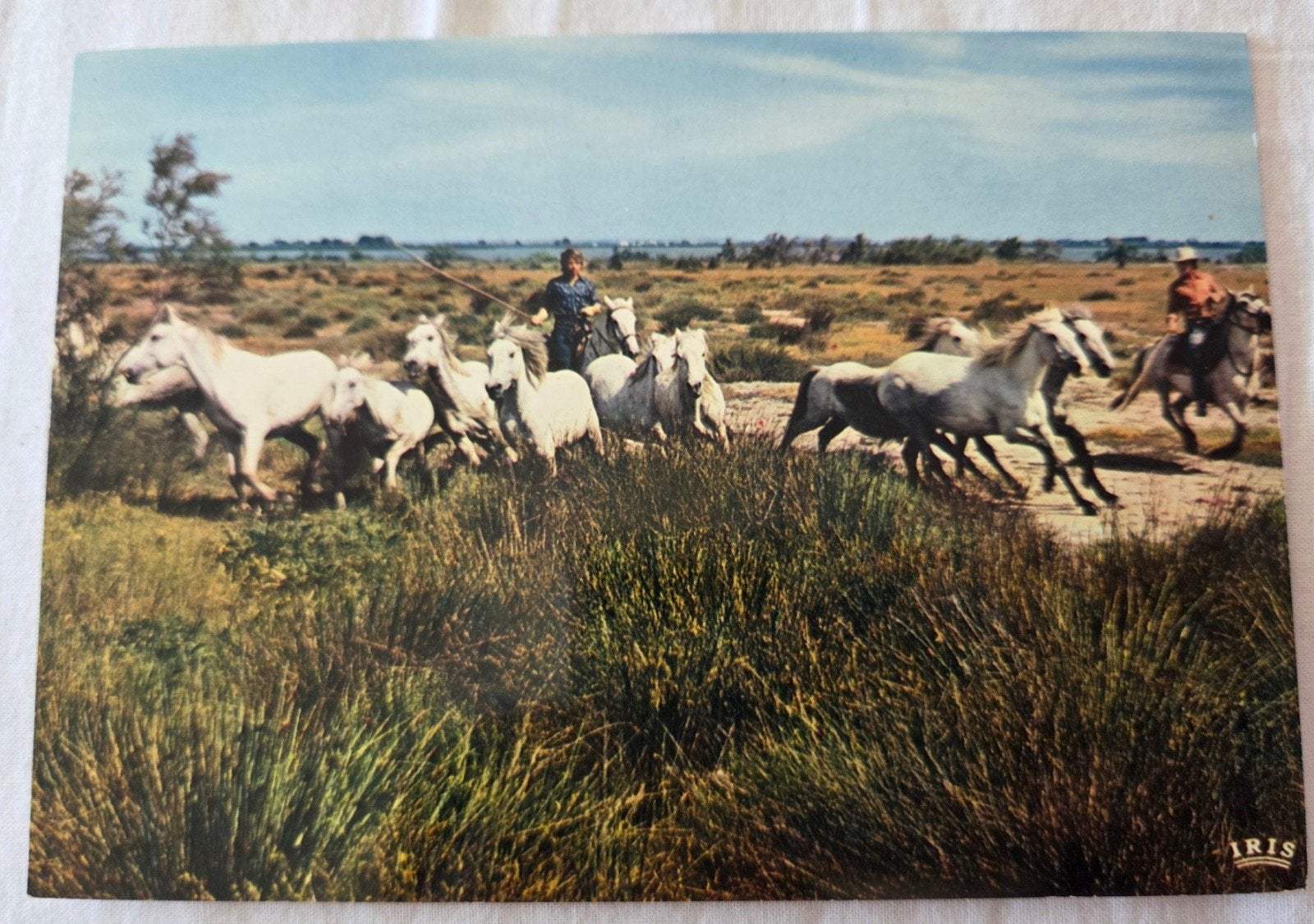Gardians met wilde paarden in Camargue, Verzenden, 1940 tot 1960, Ongelopen, Paard