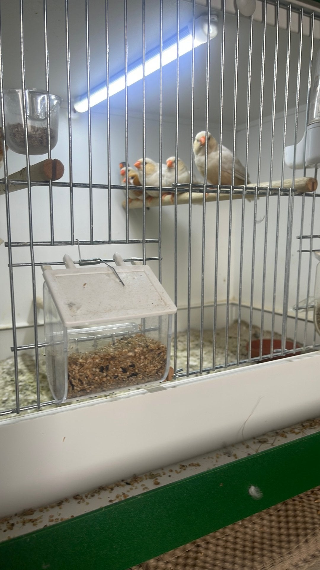 Zeven jonge isabel  10 p stuk, Dieren en Toebehoren, Meerdere dieren, Kleurkanarie